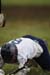 Hawaii08_CreaseMonkeys_Wimmer_403