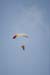 Hawaii08_SkyDiving_475